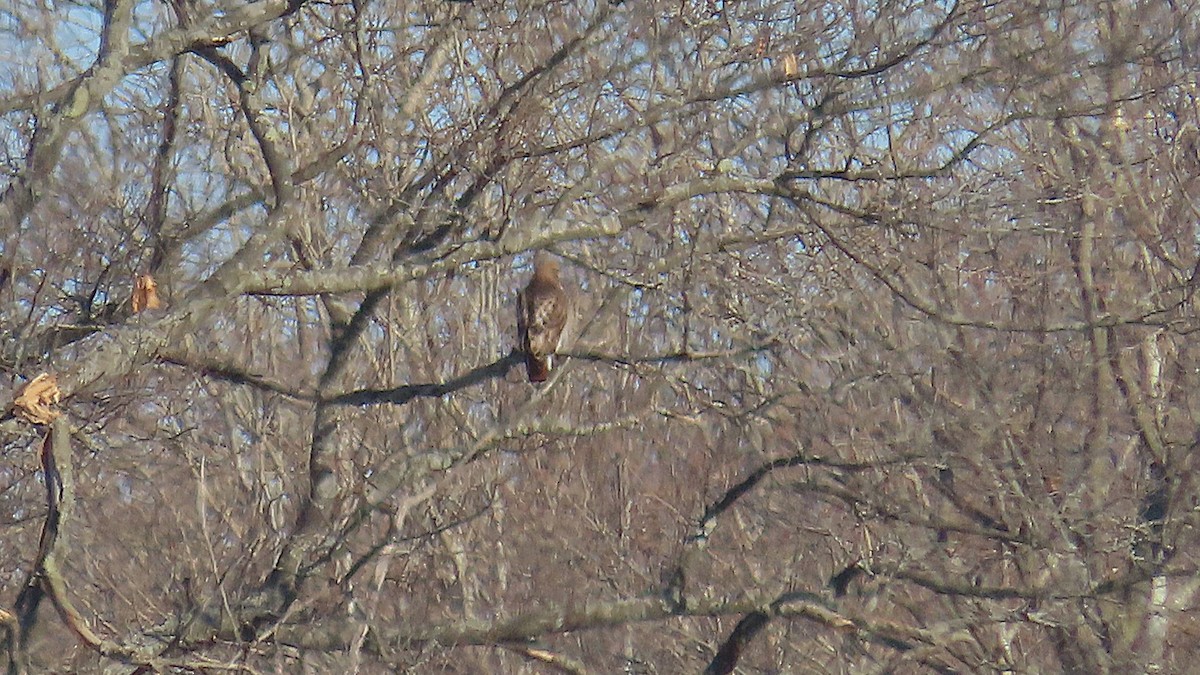 káně rudochvostá - ML646947746