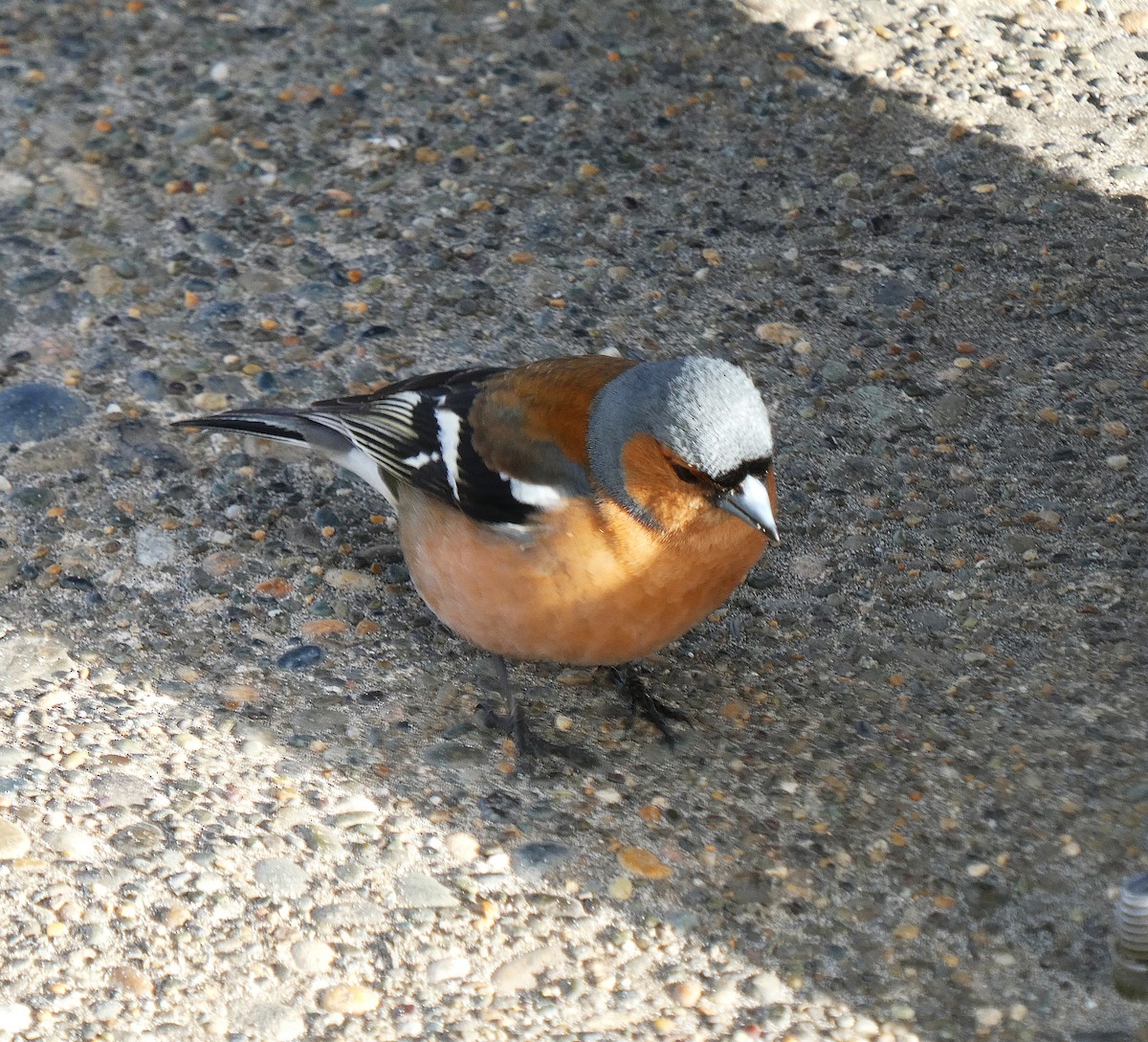 Зяблик - ML646947747