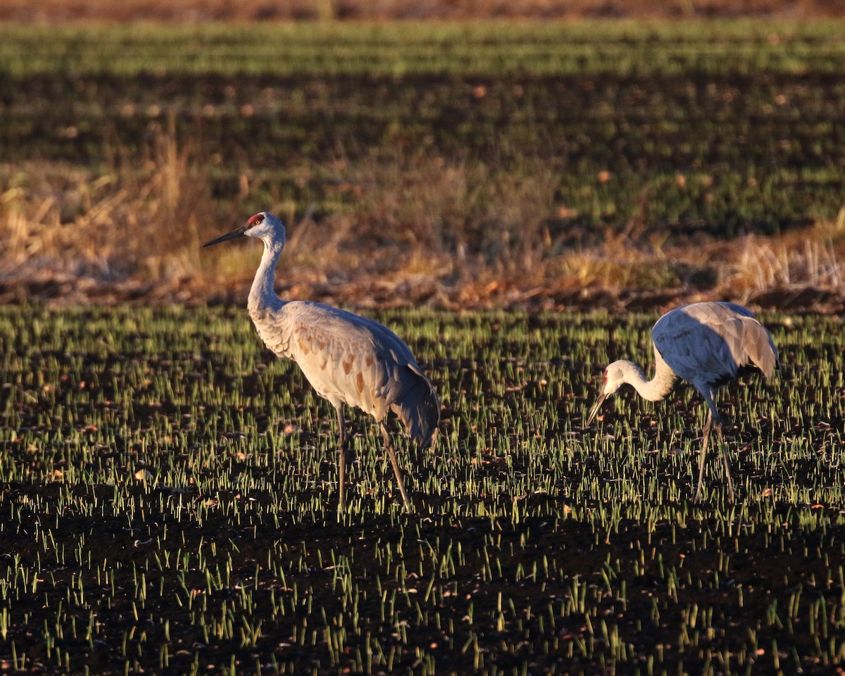 Канадский журавль - ML646947750