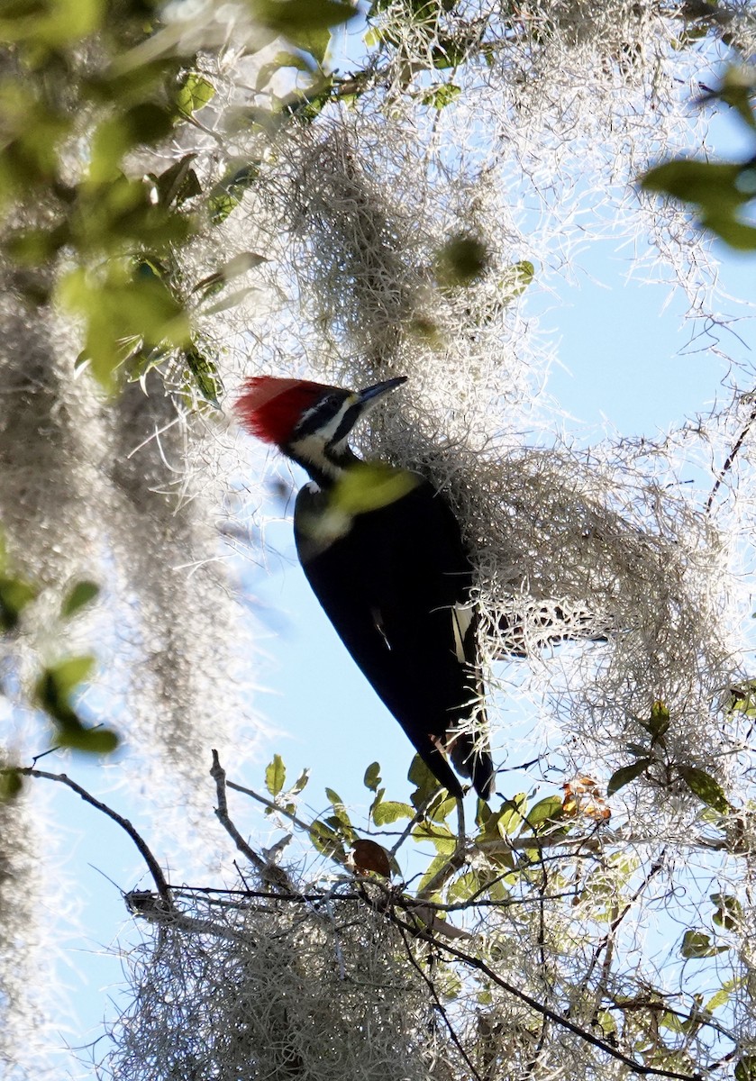 Pileated Woodpecker - ML646947752