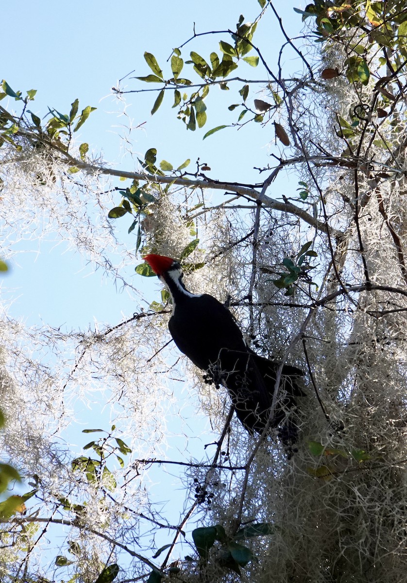 Pileated Woodpecker - ML646947753