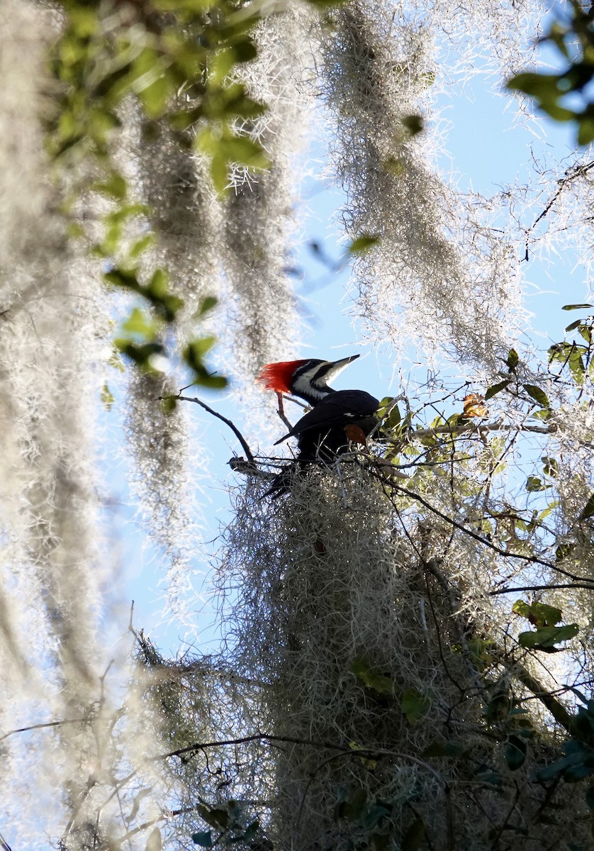 Pileated Woodpecker - ML646947755