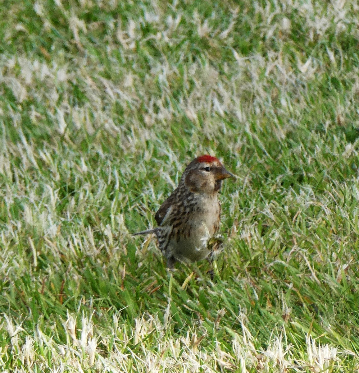 Чечётка - ML646947756