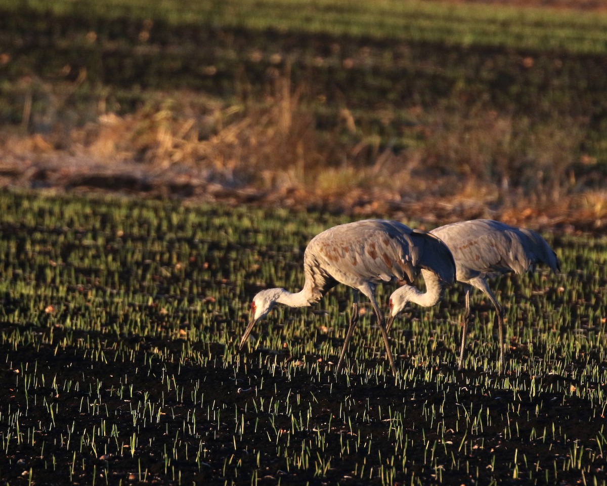 Канадский журавль - ML646947757