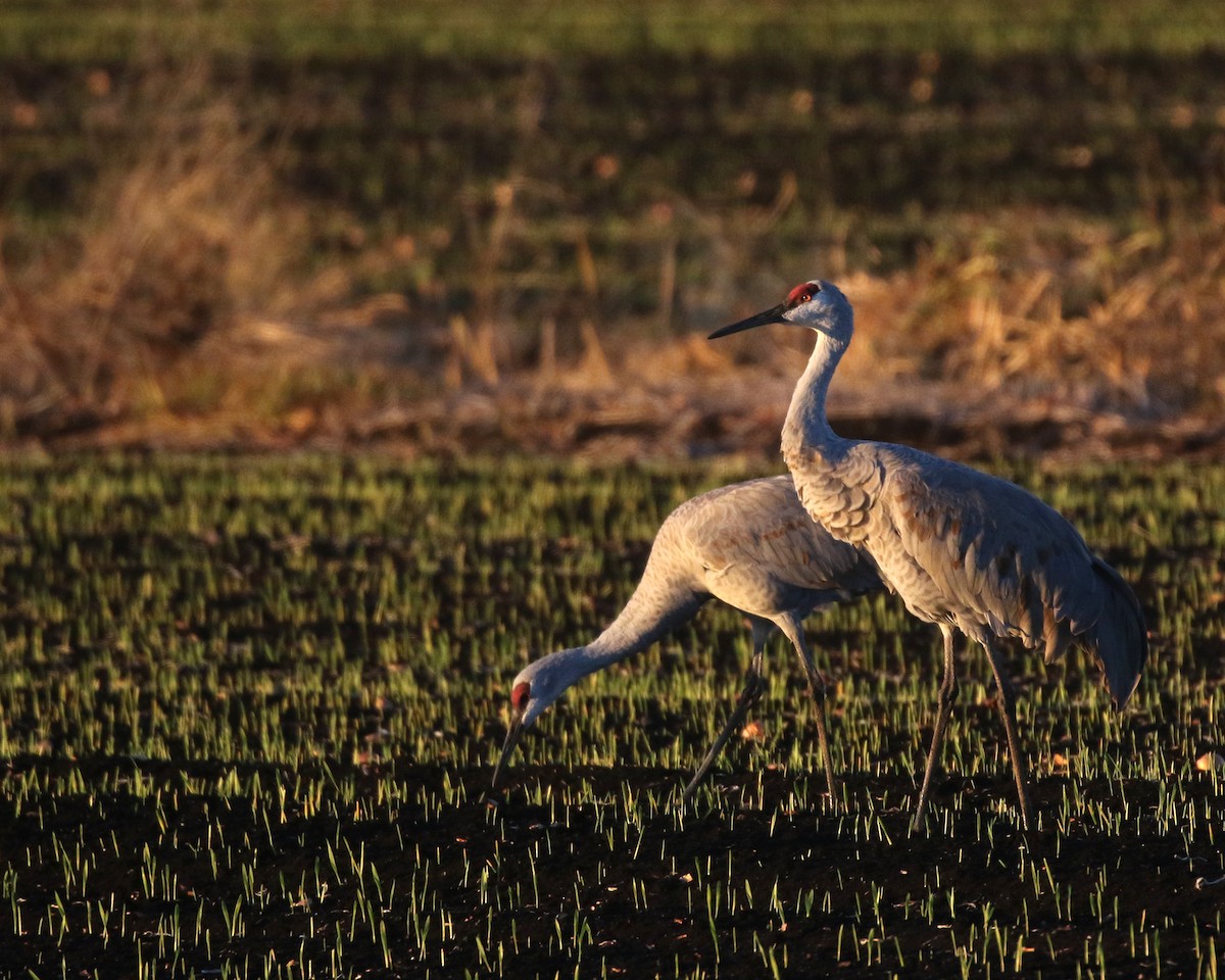 Канадский журавль - ML646947761