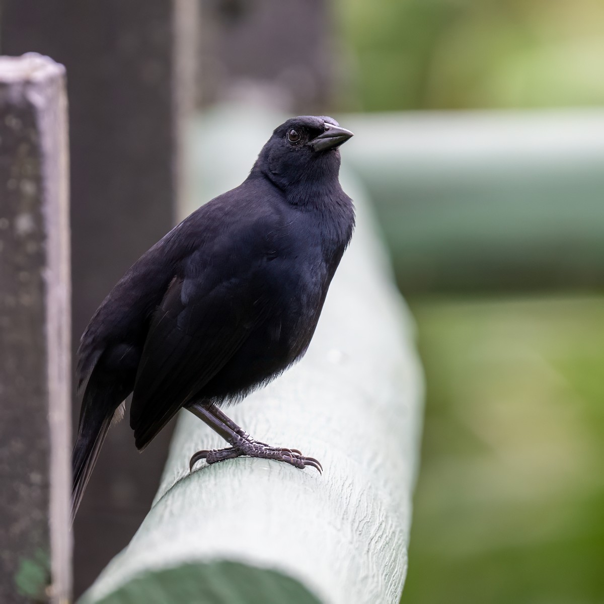 Melodious Blackbird - ML646947764