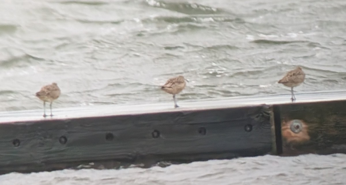 Hudsonian Whimbrel - ML646947772