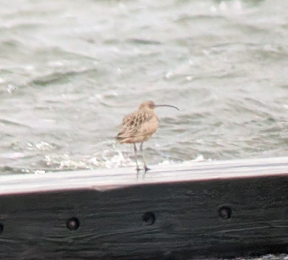 Kurlinta amerikarra - ML646947775