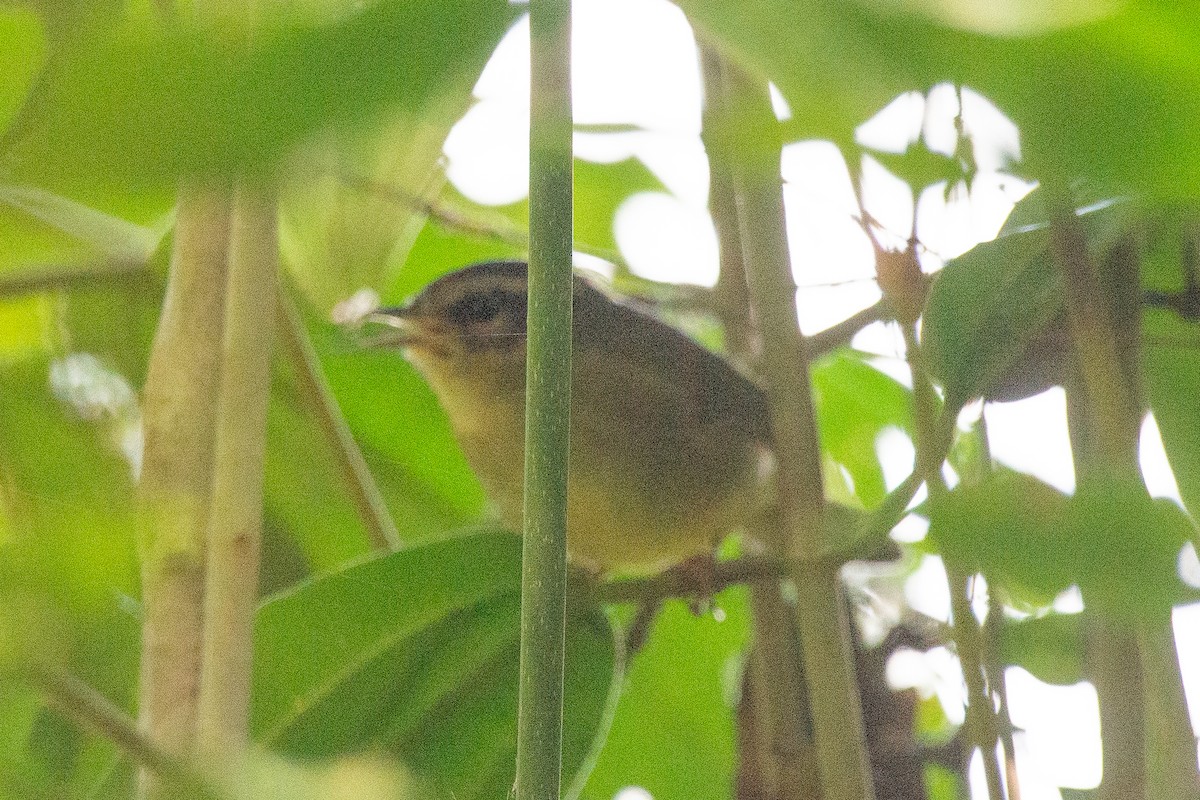 Коронник смугастоголовий - ML646947778