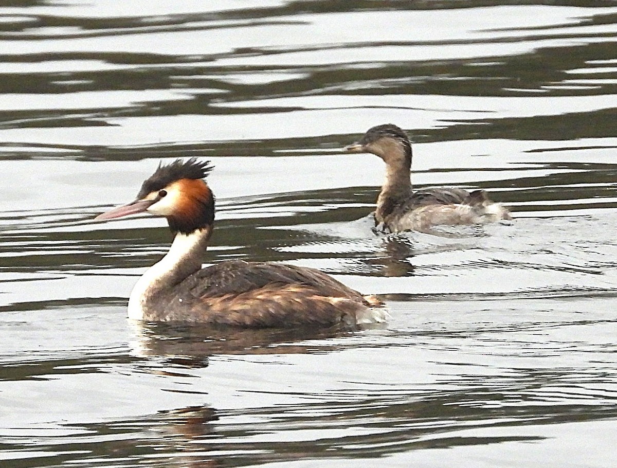 Murgil mottoduna - ML646947779