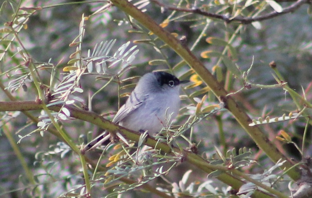 Black-tailed Gnatcatcher - ML646947780