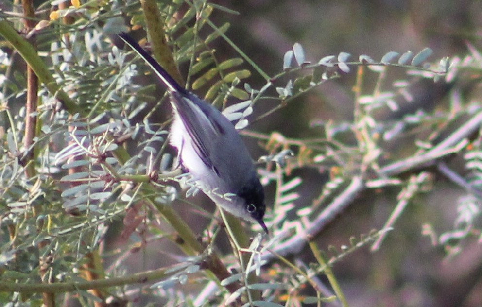Black-tailed Gnatcatcher - ML646947781