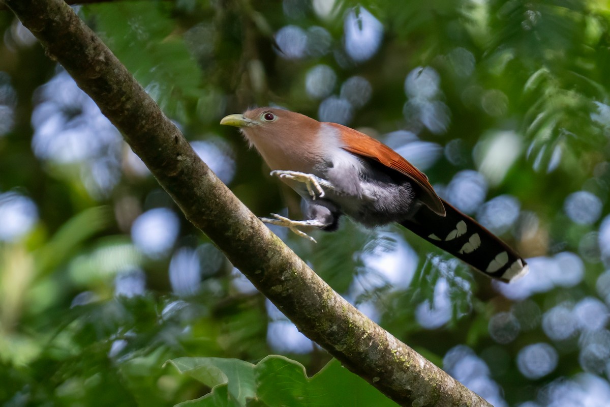Common Squirrel-Cuckoo - ML646947783