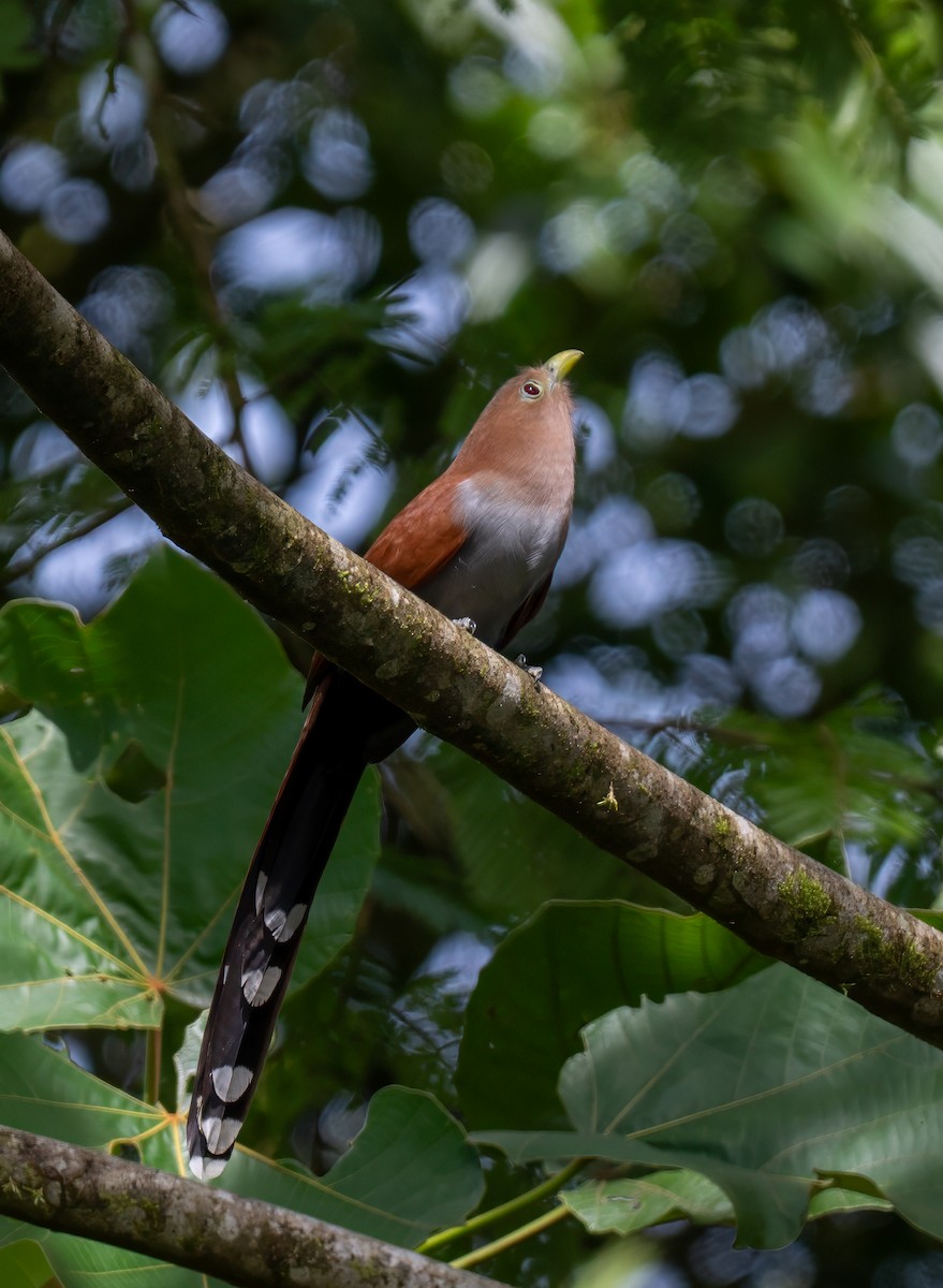 Common Squirrel-Cuckoo - ML646947784
