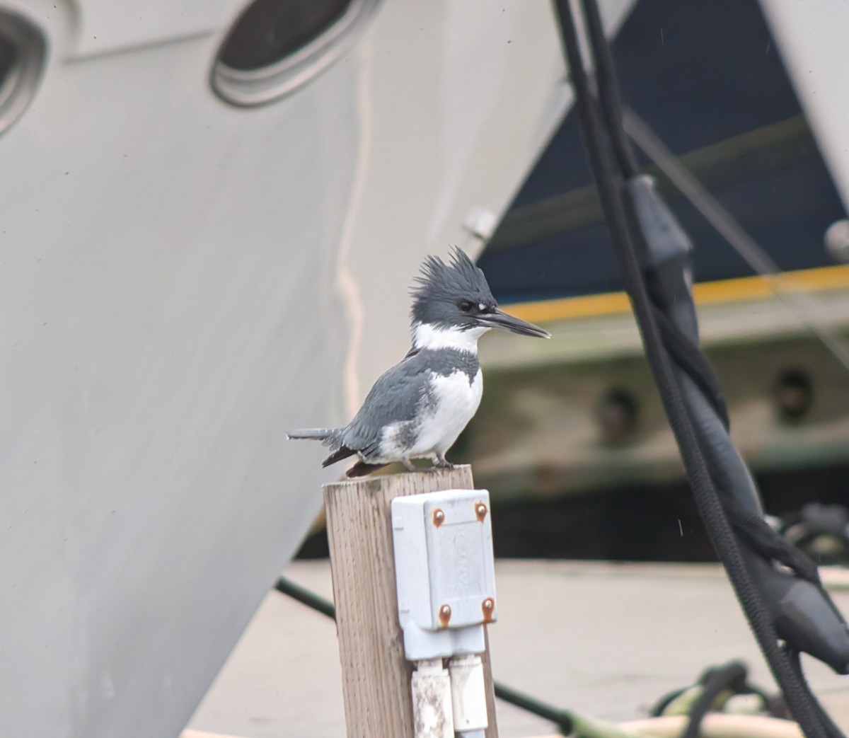 Martin handi iparramerikarra - ML646947788