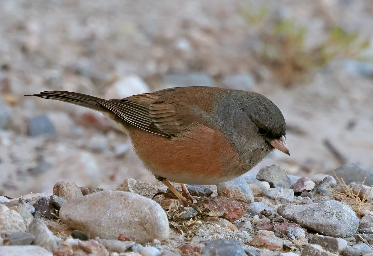 strnadec zimní - ML646947793