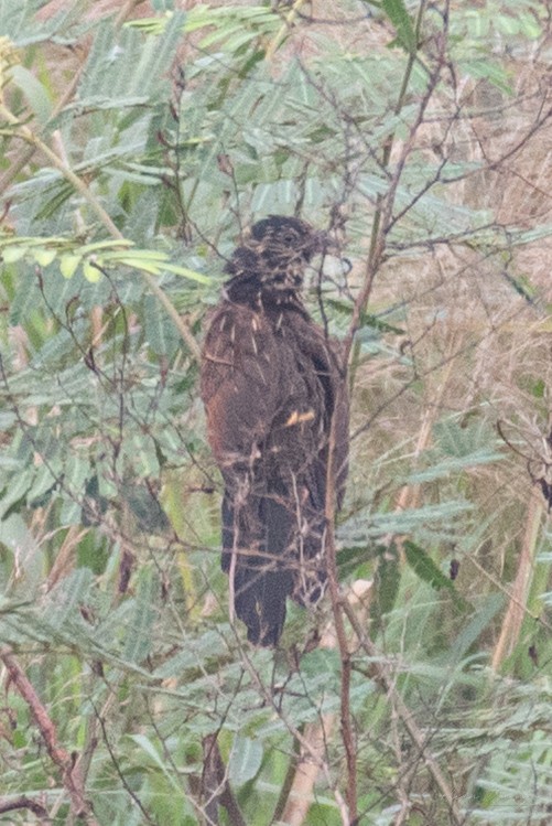 Коукал малий - ML646947794