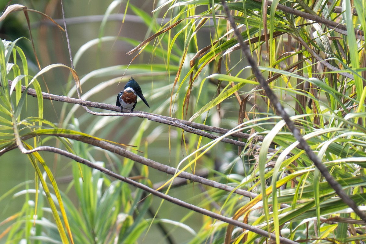 Amazon Kingfisher - ML646947796