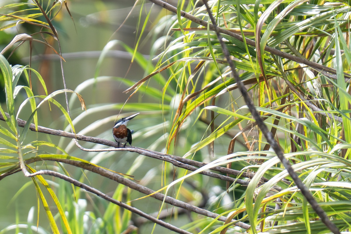 Amazon Kingfisher - ML646947797
