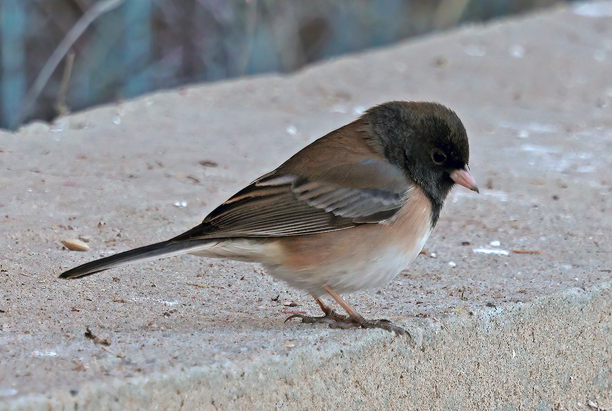 strnadec zimní - ML646947798