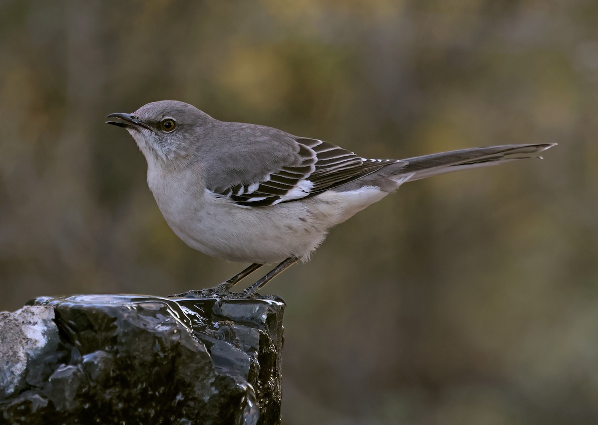 drozdec mnohohlasý - ML646947799