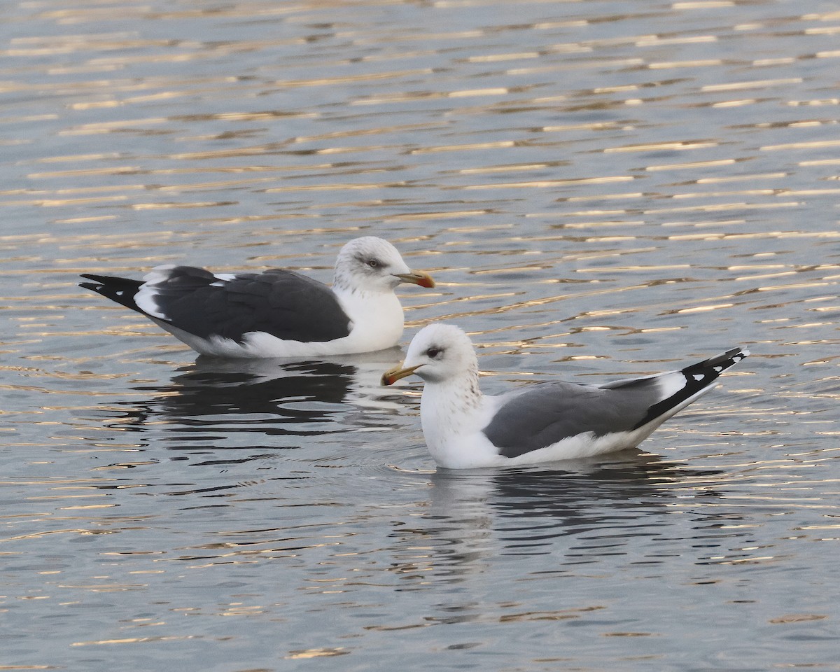 Lesser Black-backed Gull - ML646947801