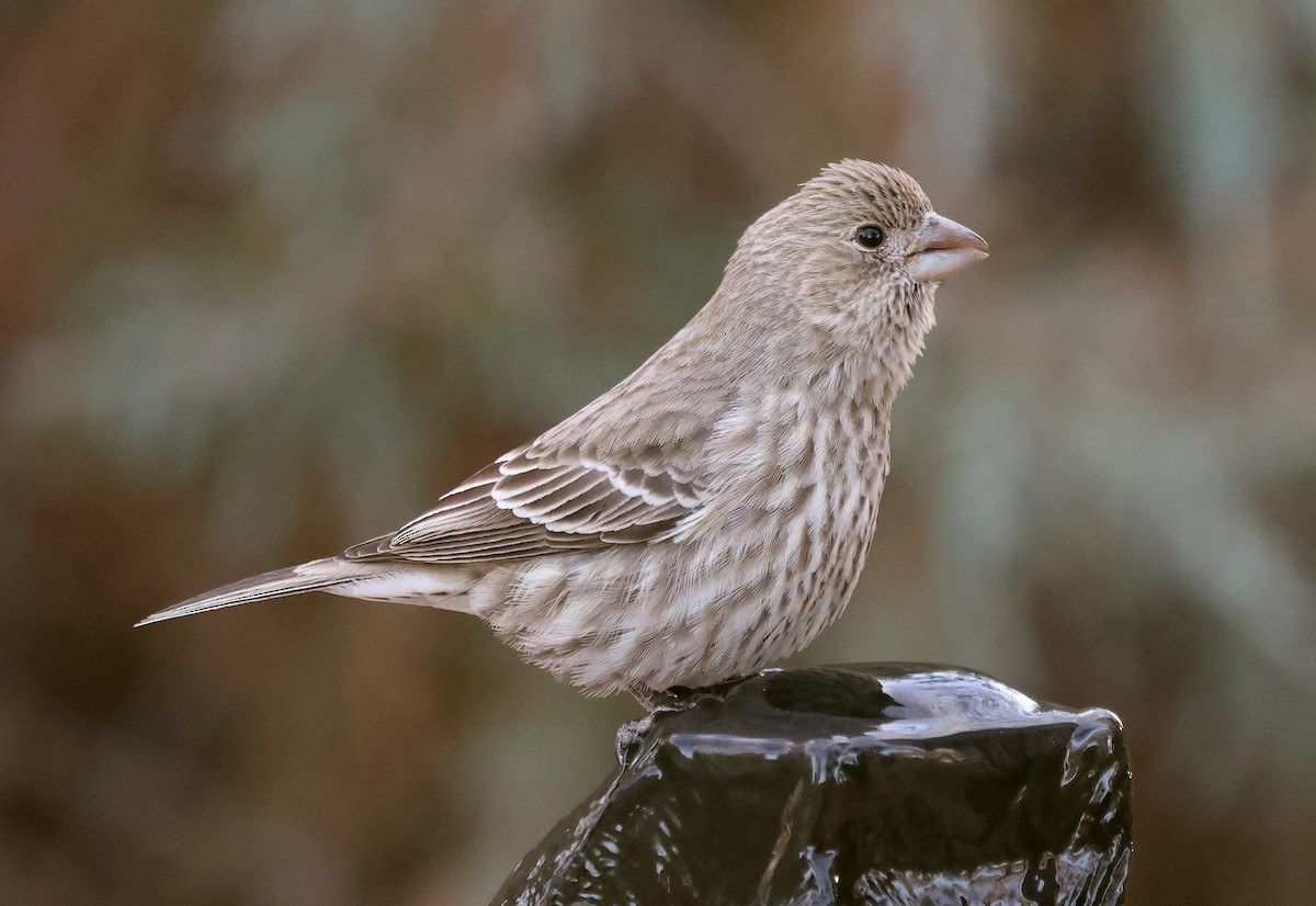 hýl rudoprsý - ML646947802