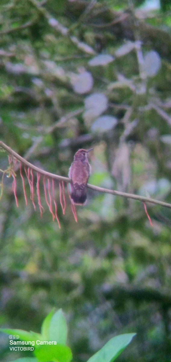 Brown Violetear - ML646947803