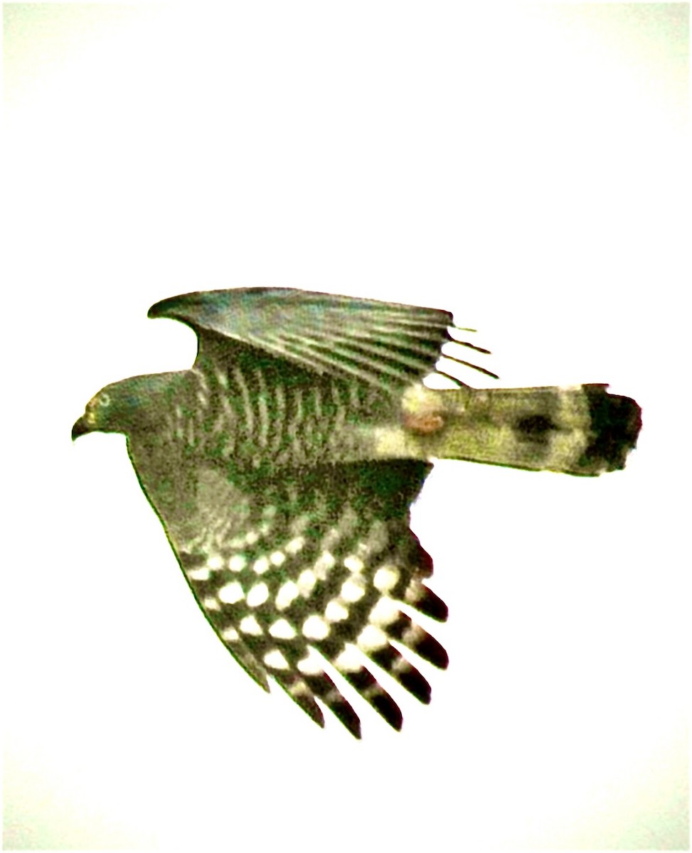 Hook-billed Kite - ML646947805