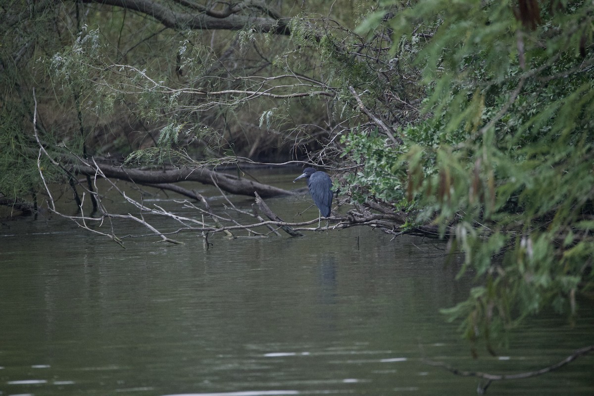Little Blue Heron - ML646947806