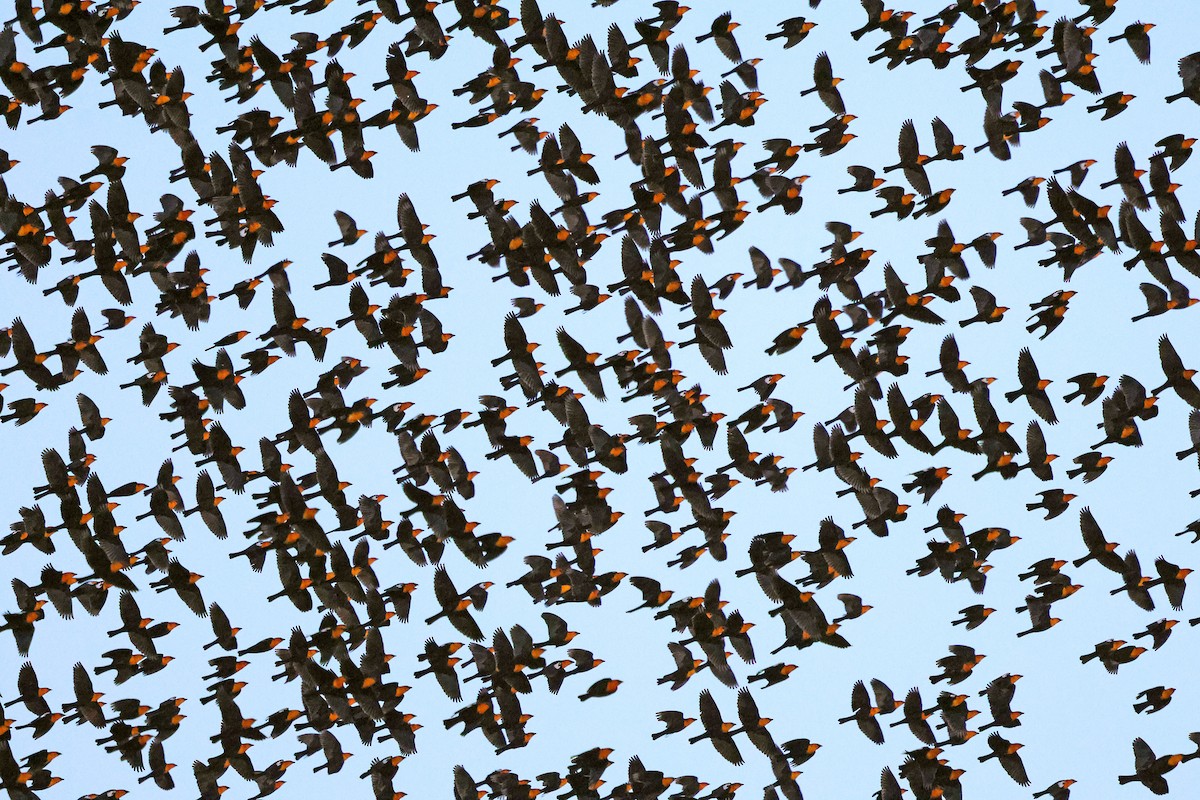 キガシラムクドリモドキ - ML646947807