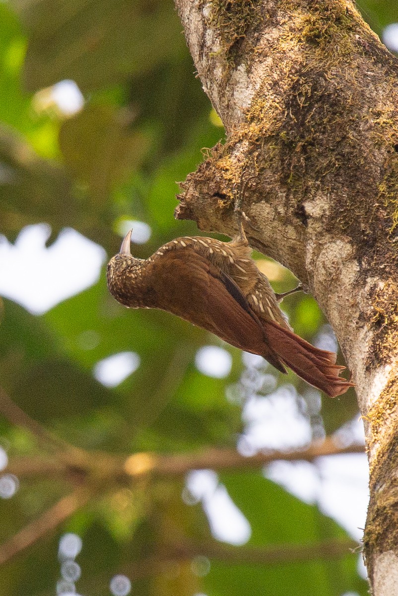 Dağ Tırmaşık - ML646947810