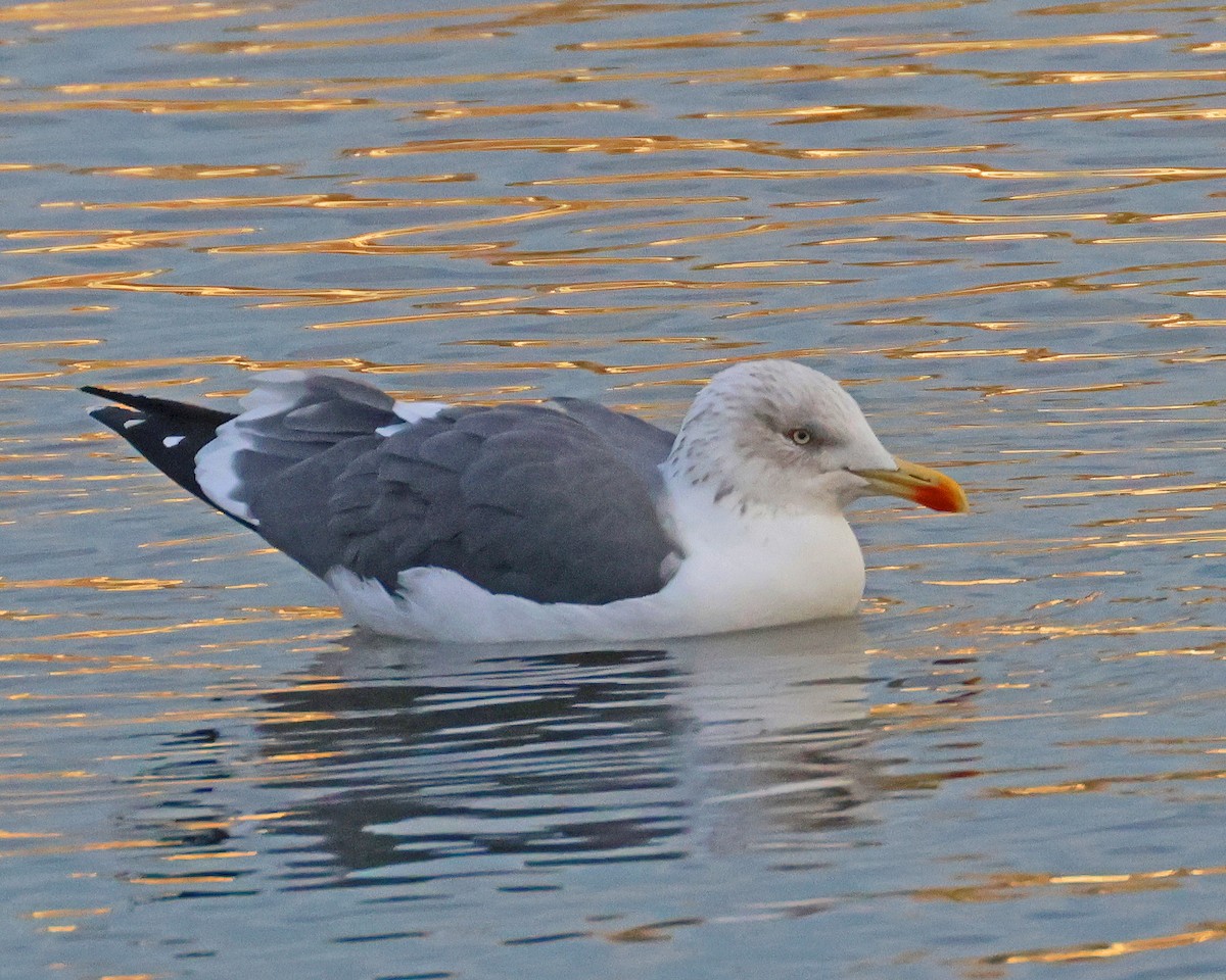 Lesser Black-backed Gull - ML646947811