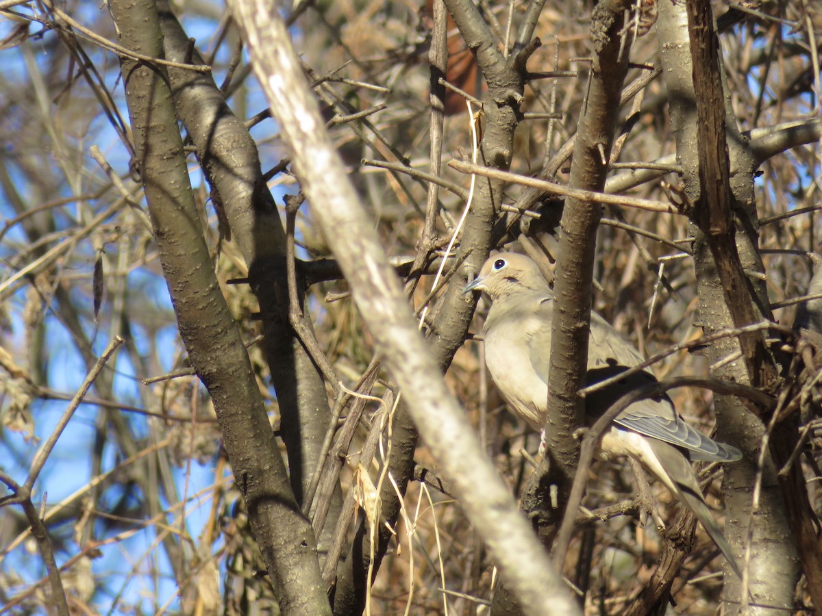 Zenaida Huilota - ML646947820