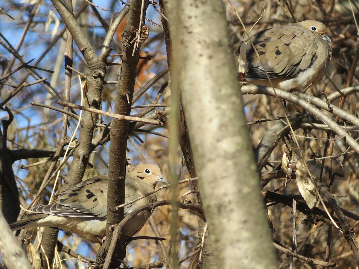 Zenaida Huilota - ML646947821