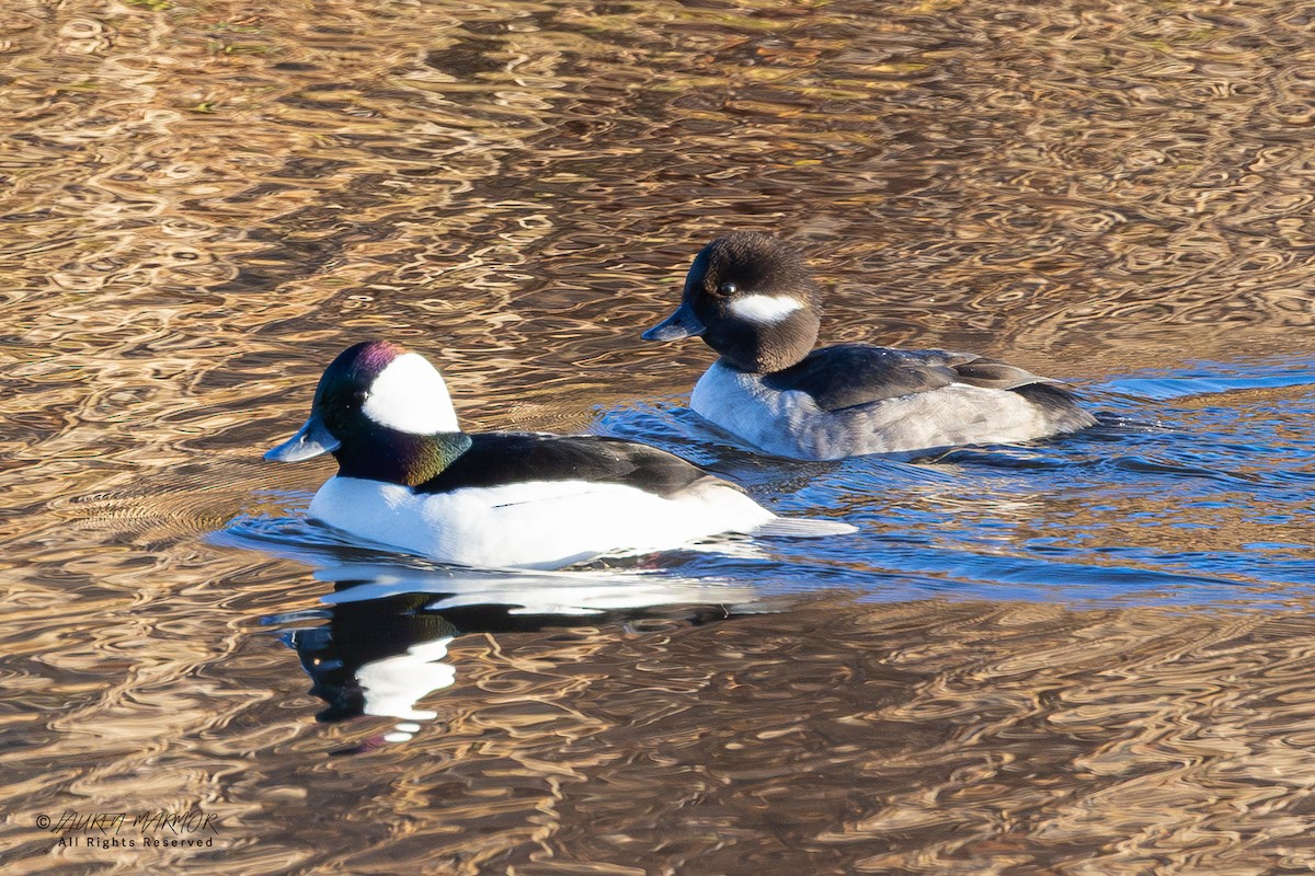 Гоголь-головастик - ML646947822