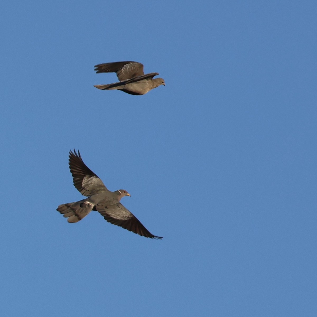 Band-tailed Pigeon - ML646947824