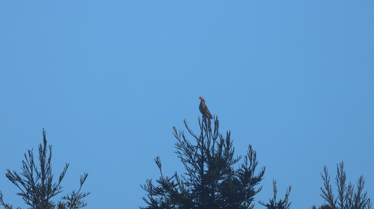 Полосатохвостый голубь - ML646947825