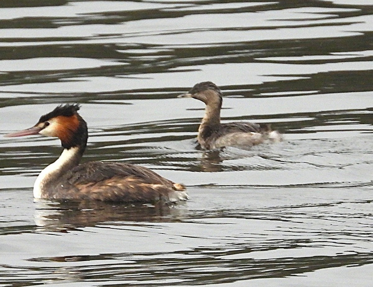 Txilinporta burugrisa - ML646947826