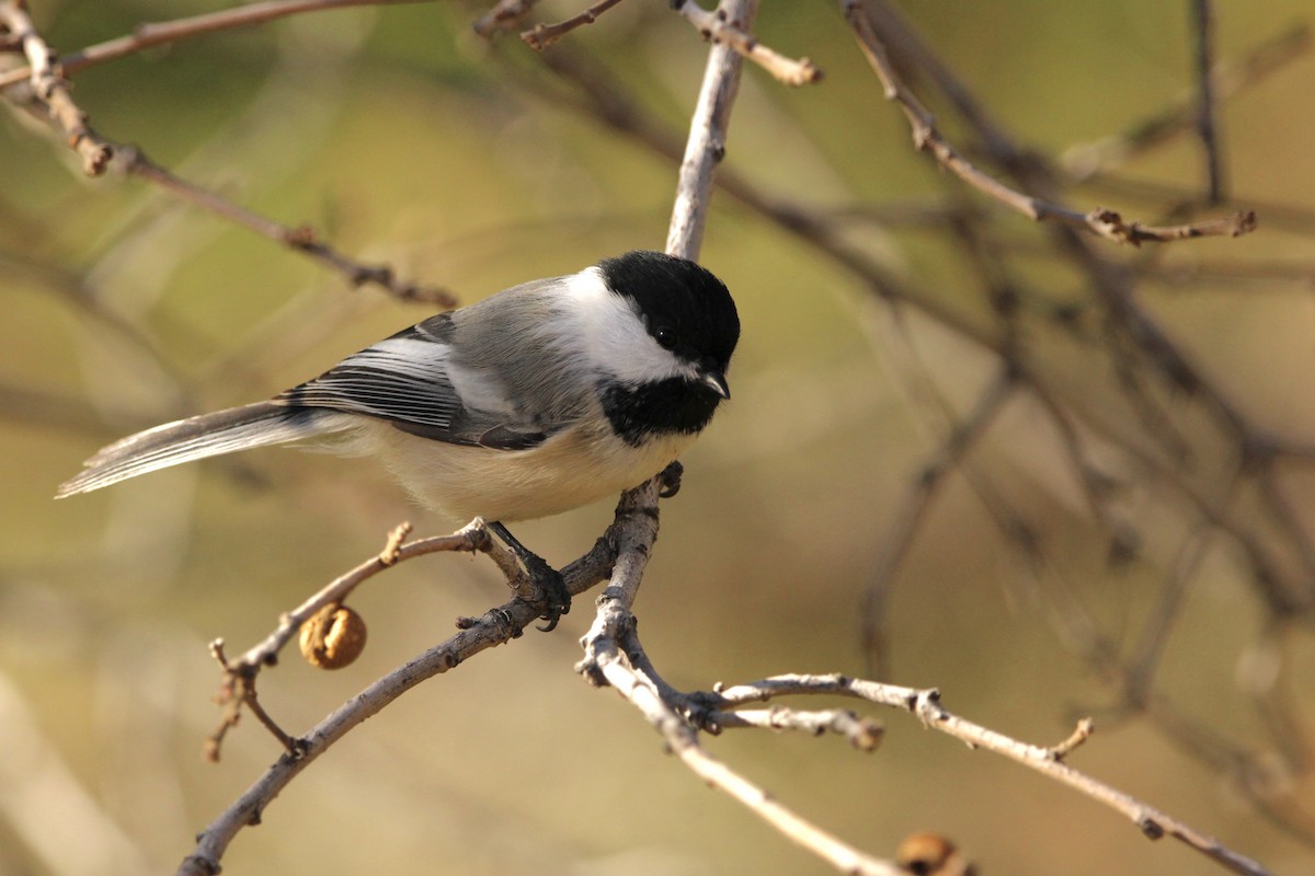 Черношапочная гаичка - ML646947828