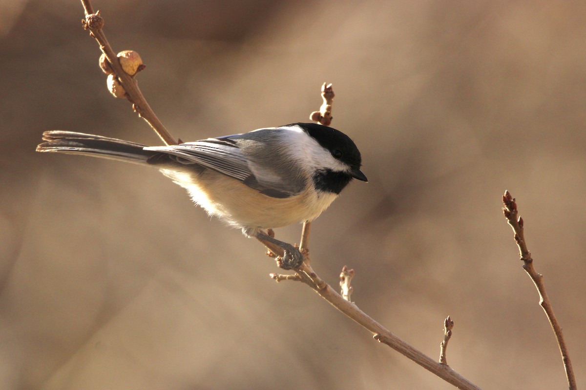 Черношапочная гаичка - ML646947829