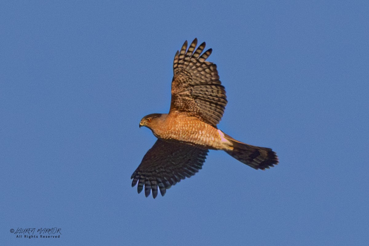 Куперов ястреб - ML646947830