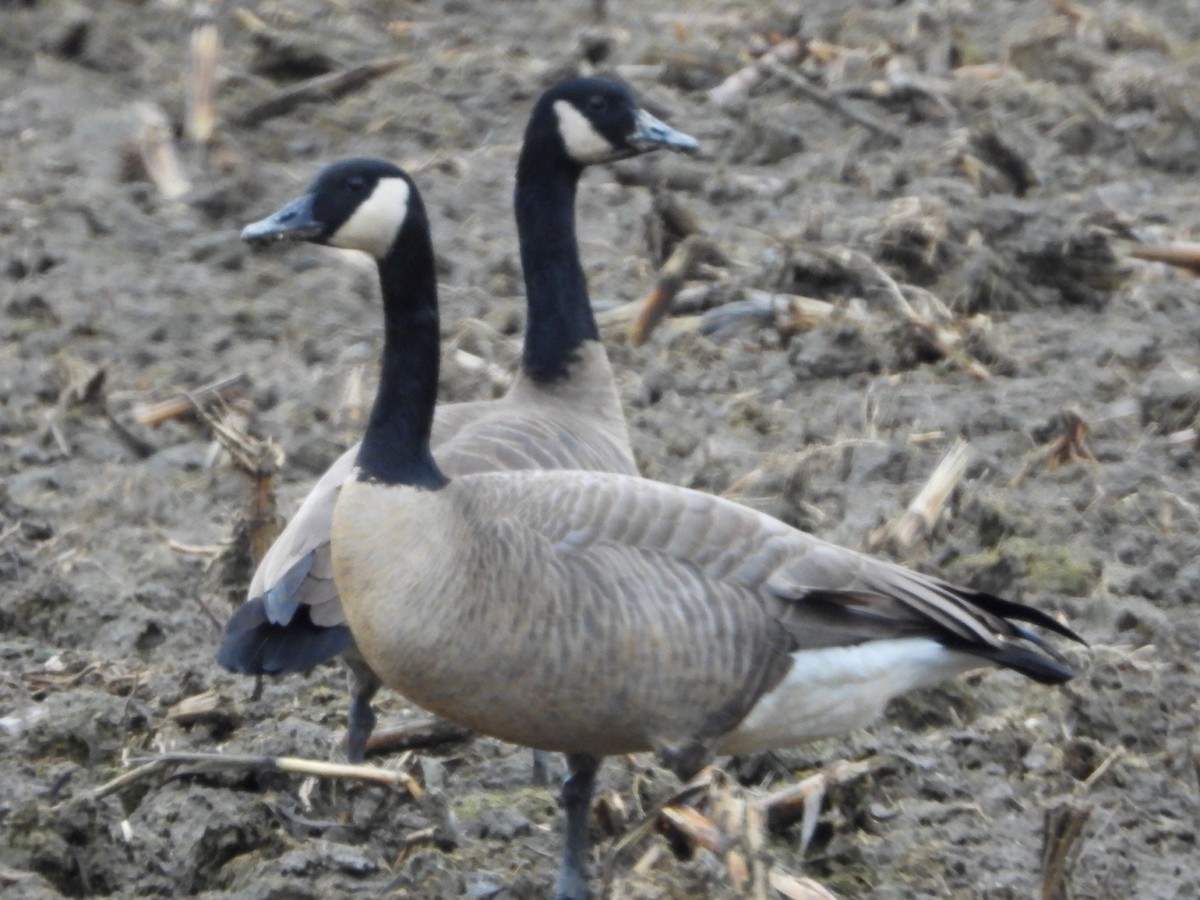 Канадская казарка - ML646947831