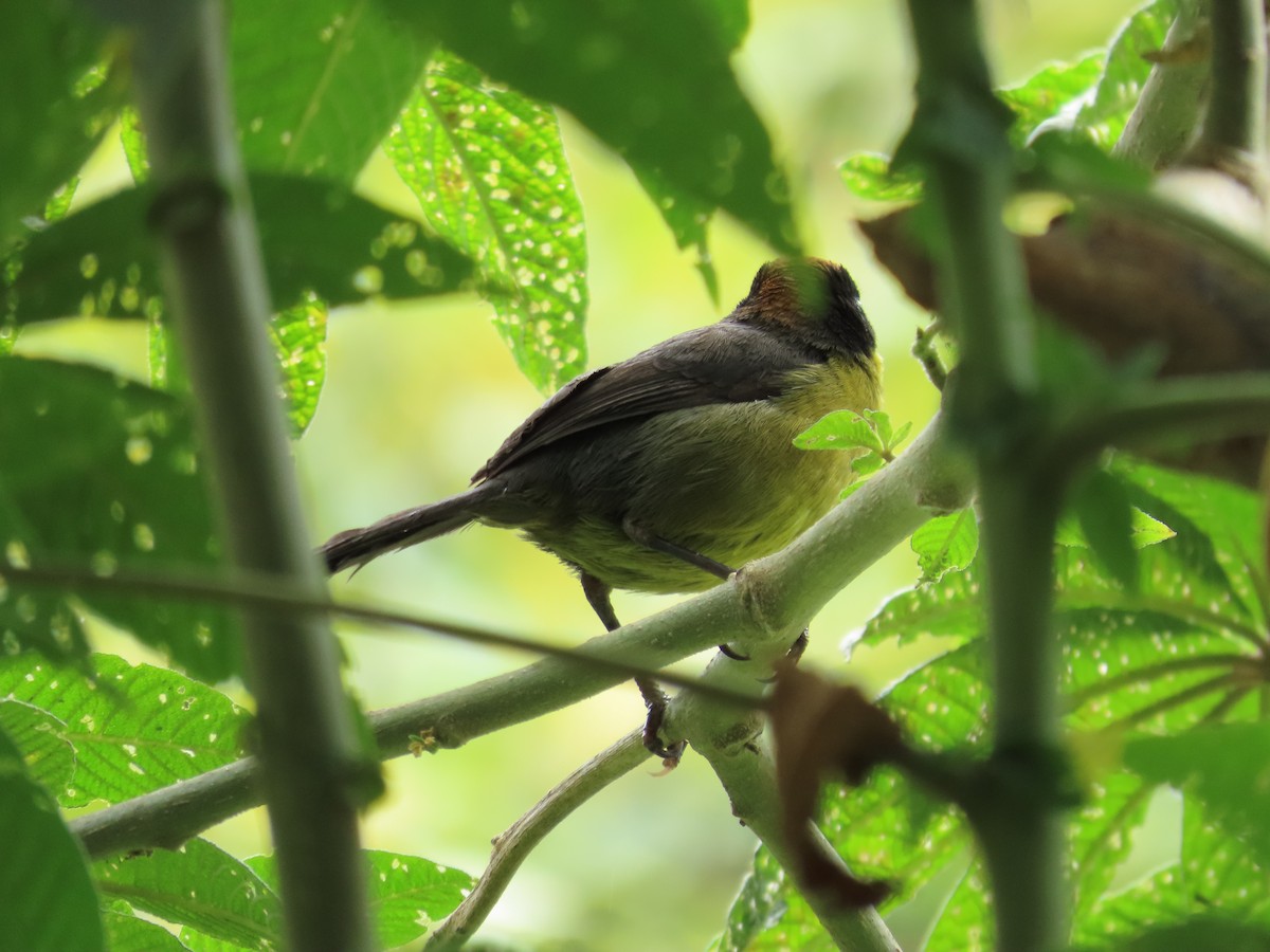 Yellow-breasted Brushfinch - ML646947832