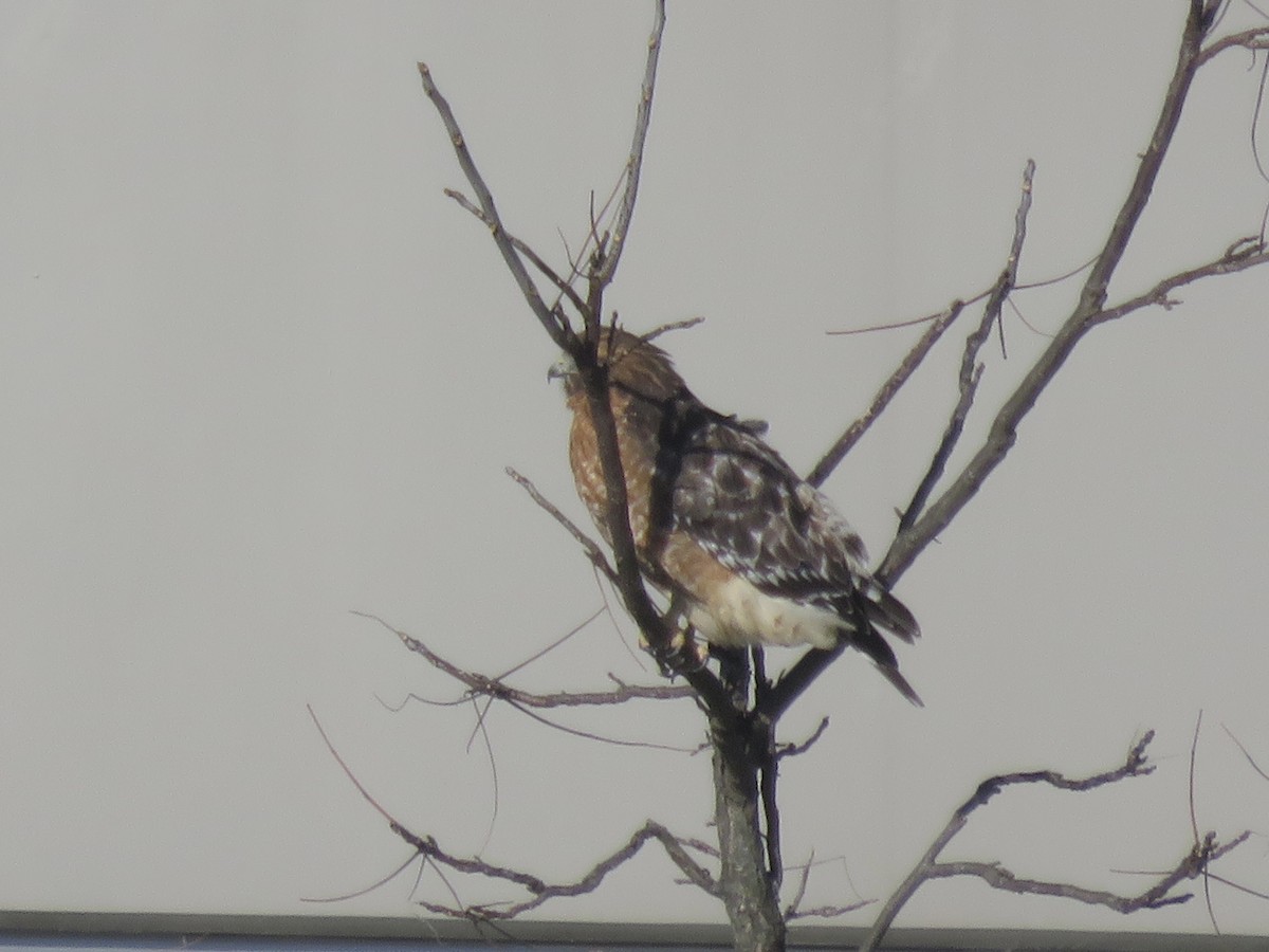 Красноплечий канюк - ML646947833