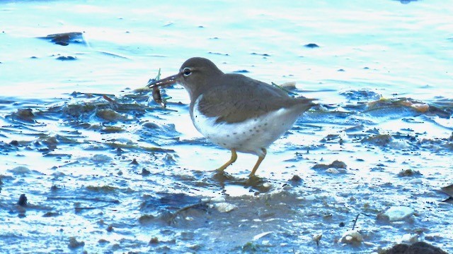 Пятнистый перевозчик - ML646947834