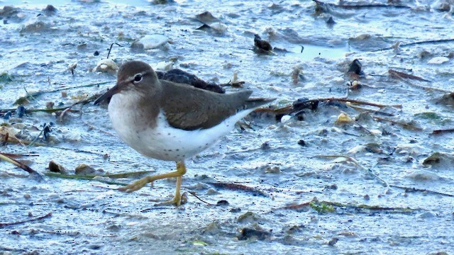 Пятнистый перевозчик - ML646947835