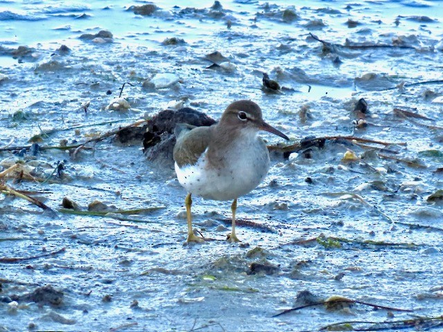 Пятнистый перевозчик - ML646947836