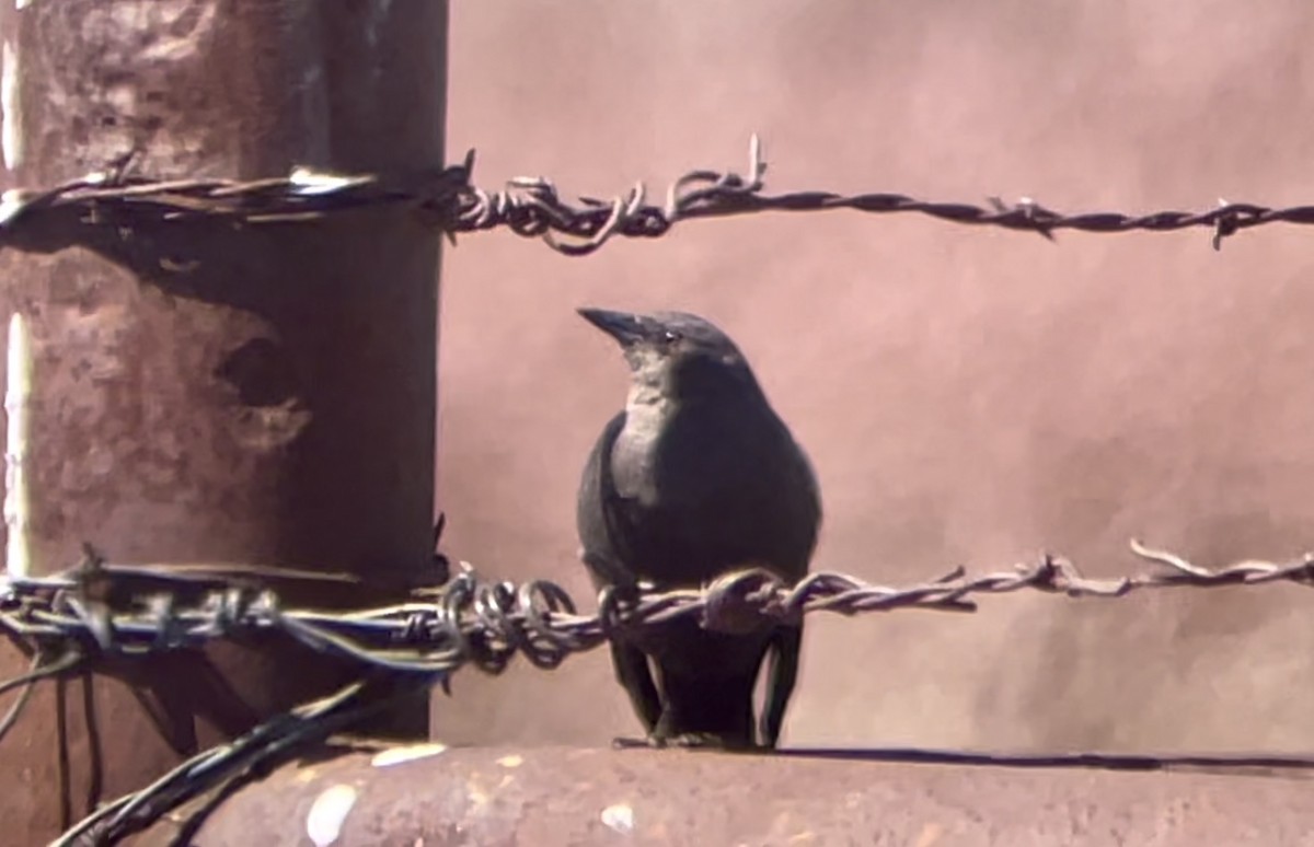 Brewer's Blackbird - ML646947837