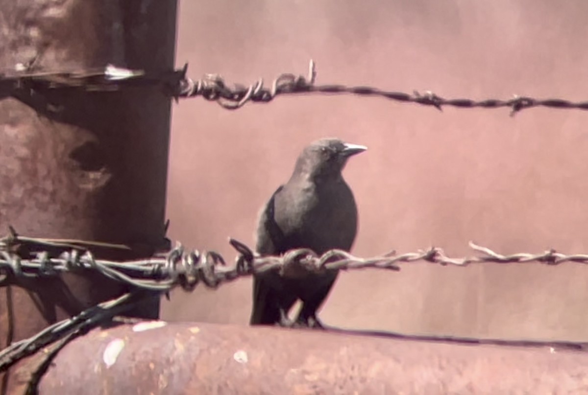 Brewer's Blackbird - ML646947838